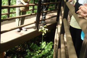 オオウバユリの花