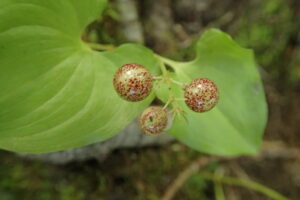 マイヅルソウの赤くなり始めた果実