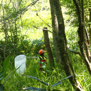 トンボ採りをするヤンマ団の子どもたち