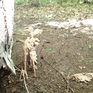シャクジョウソウの終わりかけた花
