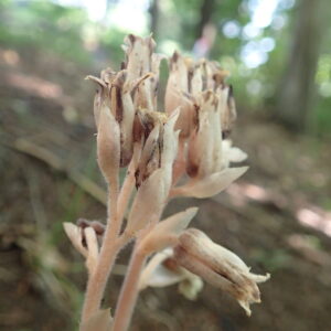 シャクジョウソウの終わりかけた花
