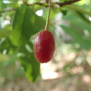 ナツグミの赤い果実