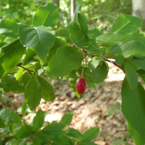 ナツグミの赤い果実