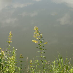 クサレダマの黄色い花