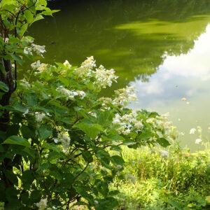 ノリウツギの白い花