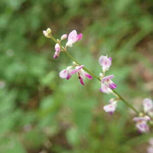 ヤブハギの桃色の小さい花