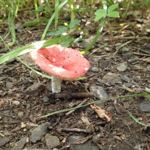 薄い赤色のキノコ