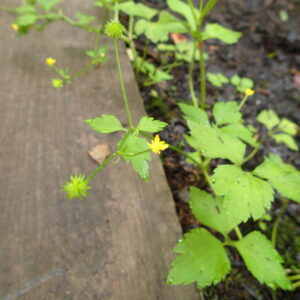キツネノボタンの黄色い花と緑色の果実