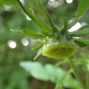 コヤブタバコの緑色っぽい花