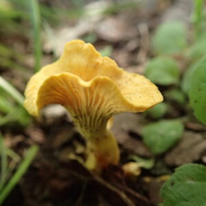 黄色いキノコ