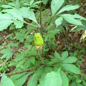 マムシグサの緑色の果実