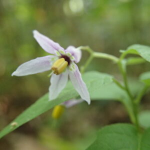 ヤマホロシの淡い紫色の花