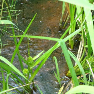 湿地に生えるタマミクリ