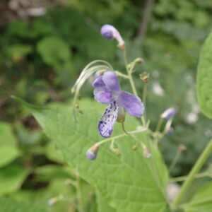 カリガネソウの紫色の花