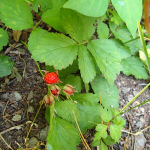 赤いナワシロイチゴの果実