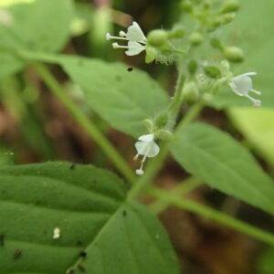 ウシタキソウの小さい白い花