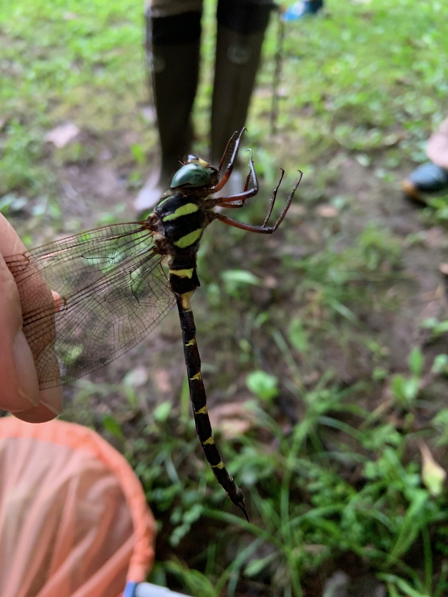 コシボソヤンマ