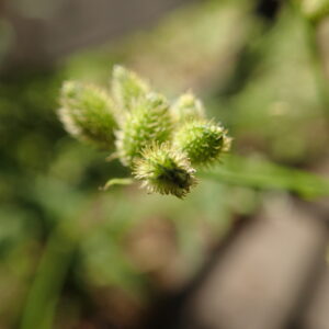 フック状の棘の生えた果実