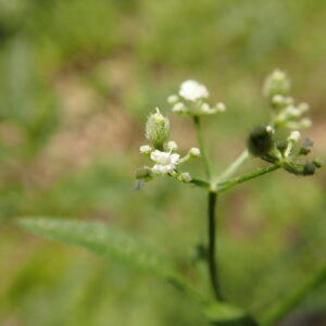 ヤブジラミの花と果実