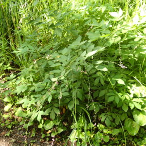 小さな桃色の花が咲いているヤブハギ