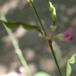 小さな桃色の花とサングラスのような形の果実の付いたヤブハギ