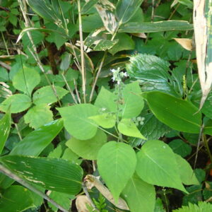 ウシタキソウのハート形の葉