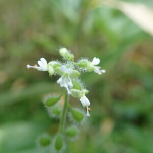 ウシタキソウの白い花