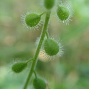 ウシタキソウの緑色の果実