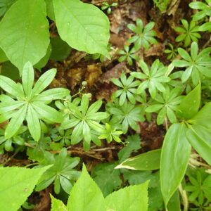 クルマバソウの玉のような果実