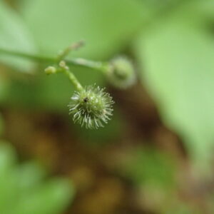 クルマバソウの玉のような果実