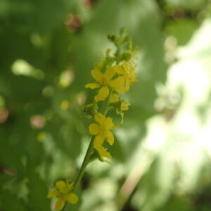 キンミズヒキの黄色い花