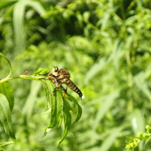 獲物を捕らえたシオヤアブ