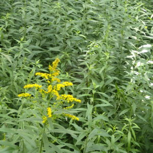 オオアワダチソウの黄色い花