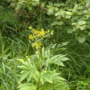 ハンゴンソウの黄色い花