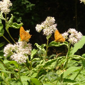 ヨツバヒヨドリの花に集まるオレンジ色のチョウ