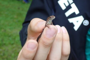 ニホンカナヘビを手に乗せている