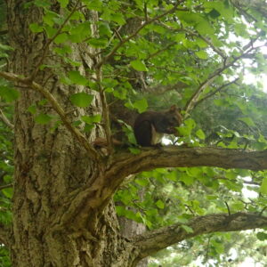 松の球果をかじるエゾリス
