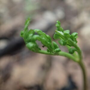 フユノハナワラビ