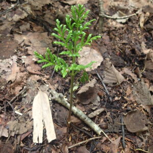 フユノハナワラビ