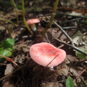 ピンク色のキノコ