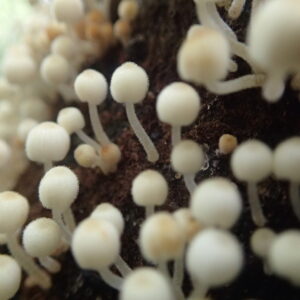 白いたくさんのキノコ