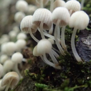 白いたくさんのキノコ