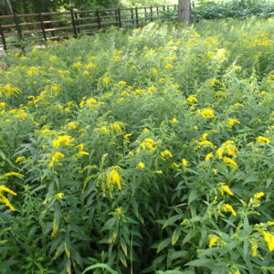 オオアワダチソウの黄色い花