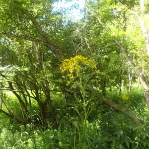 ハンゴンソウの黄色い花