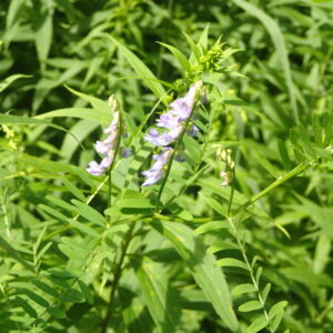 薄い紫色のクサフジの花