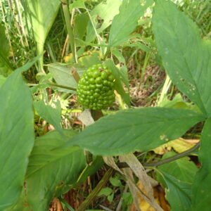 マムシグサの緑色の果実