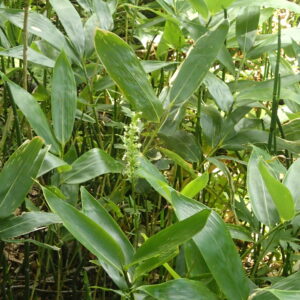 オオヤマサギソウの白い花