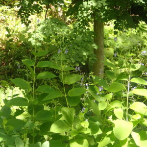 カリガネソウの紫色の花