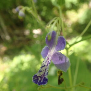カリガネソウの紫色の花