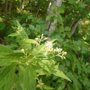 ゴマナの白い花